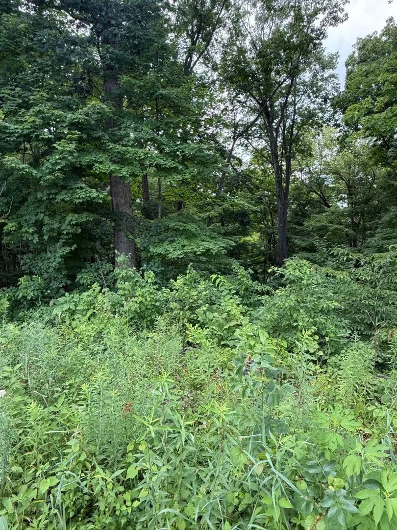 1.5 Acre Building Lot Near Cataract Lake