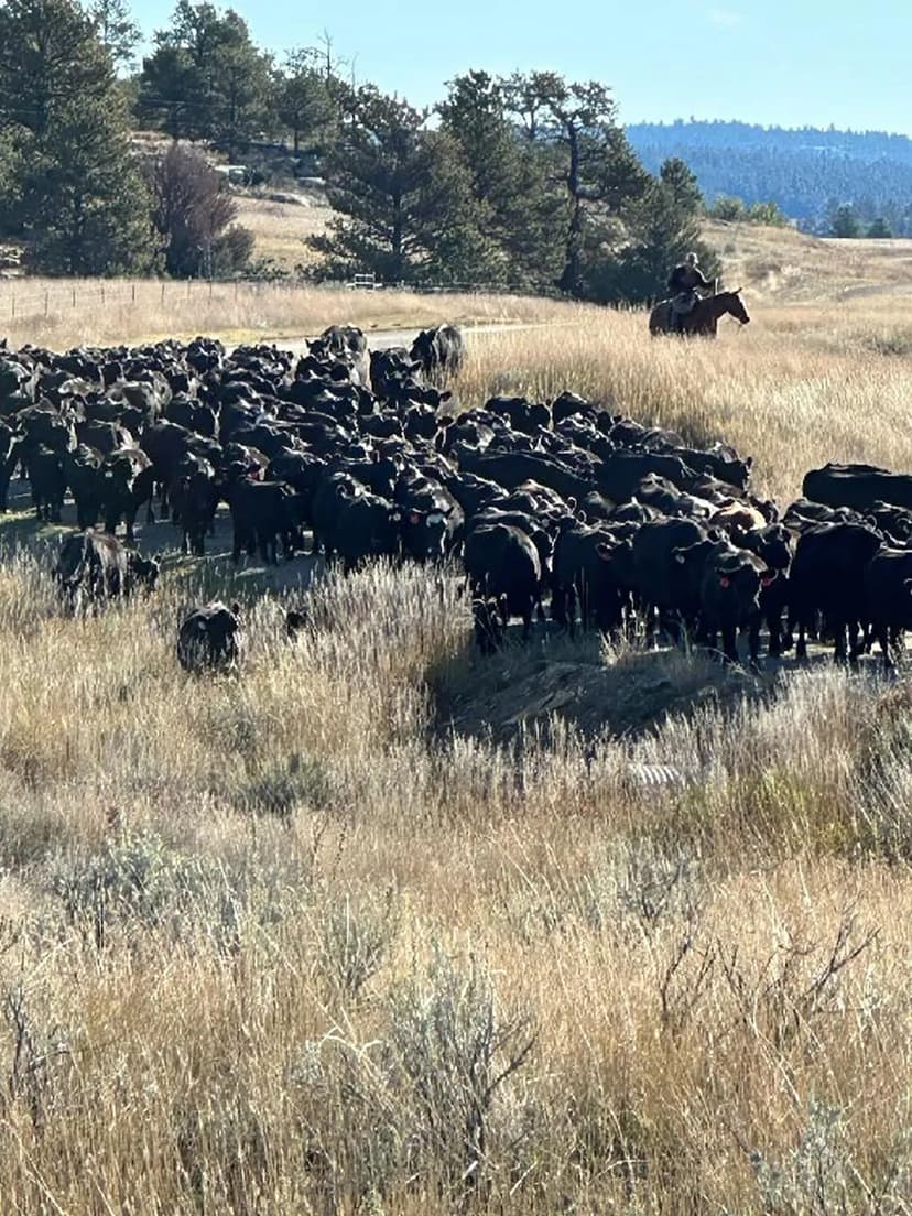 Brand Rock Home Ranch