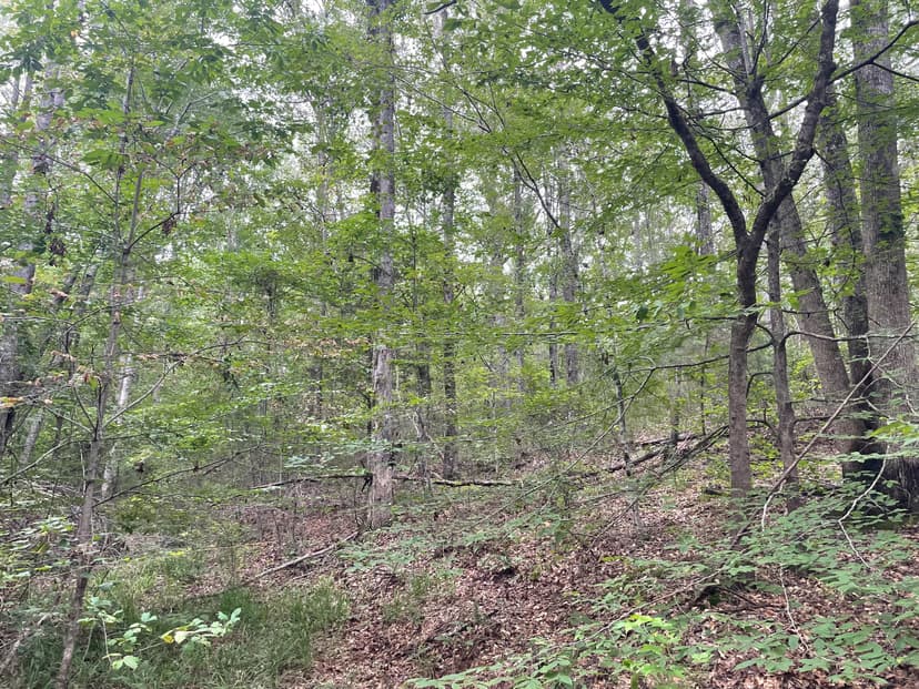 Gilmer Lamar #46 Tract