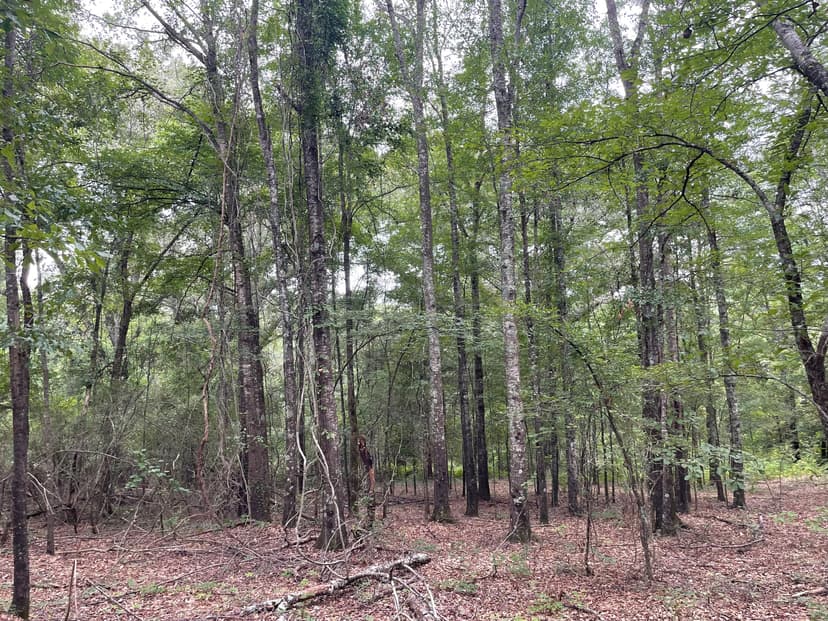 Gilmer Lamar #19 Tract