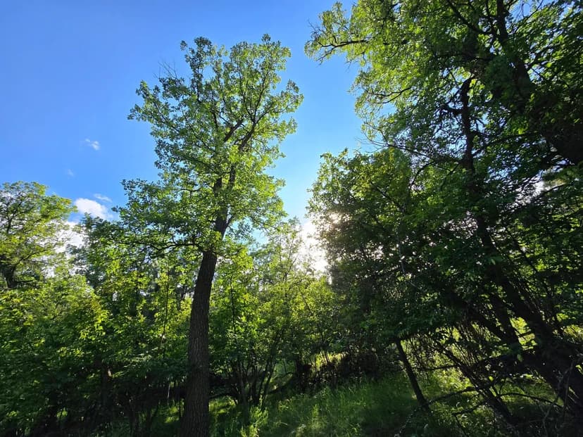 Miller Creek Meadows
