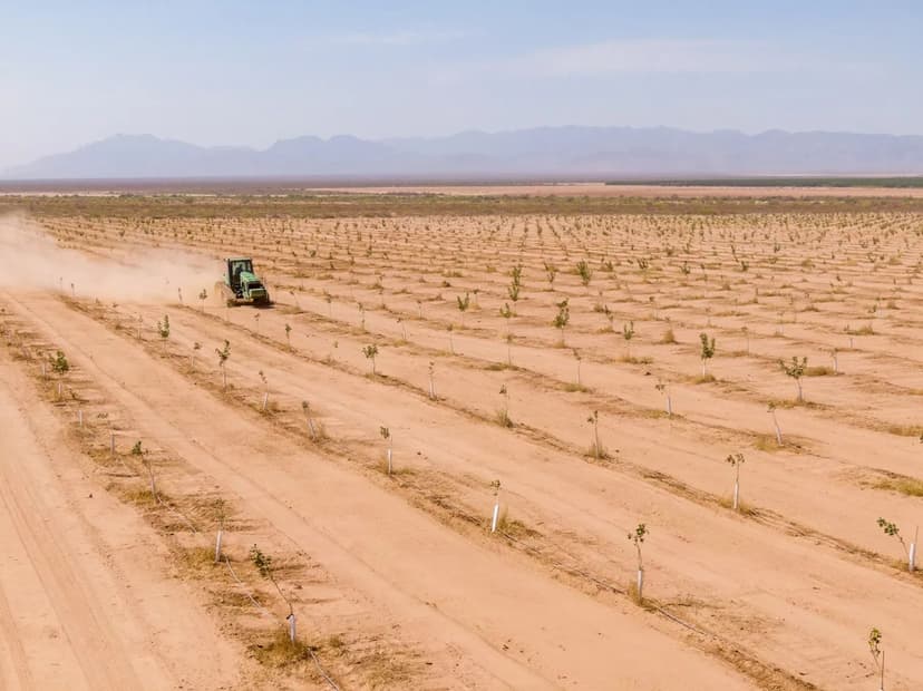 160+/- Ac of Prime Arizona Orchard Land — Planted to Pistachios