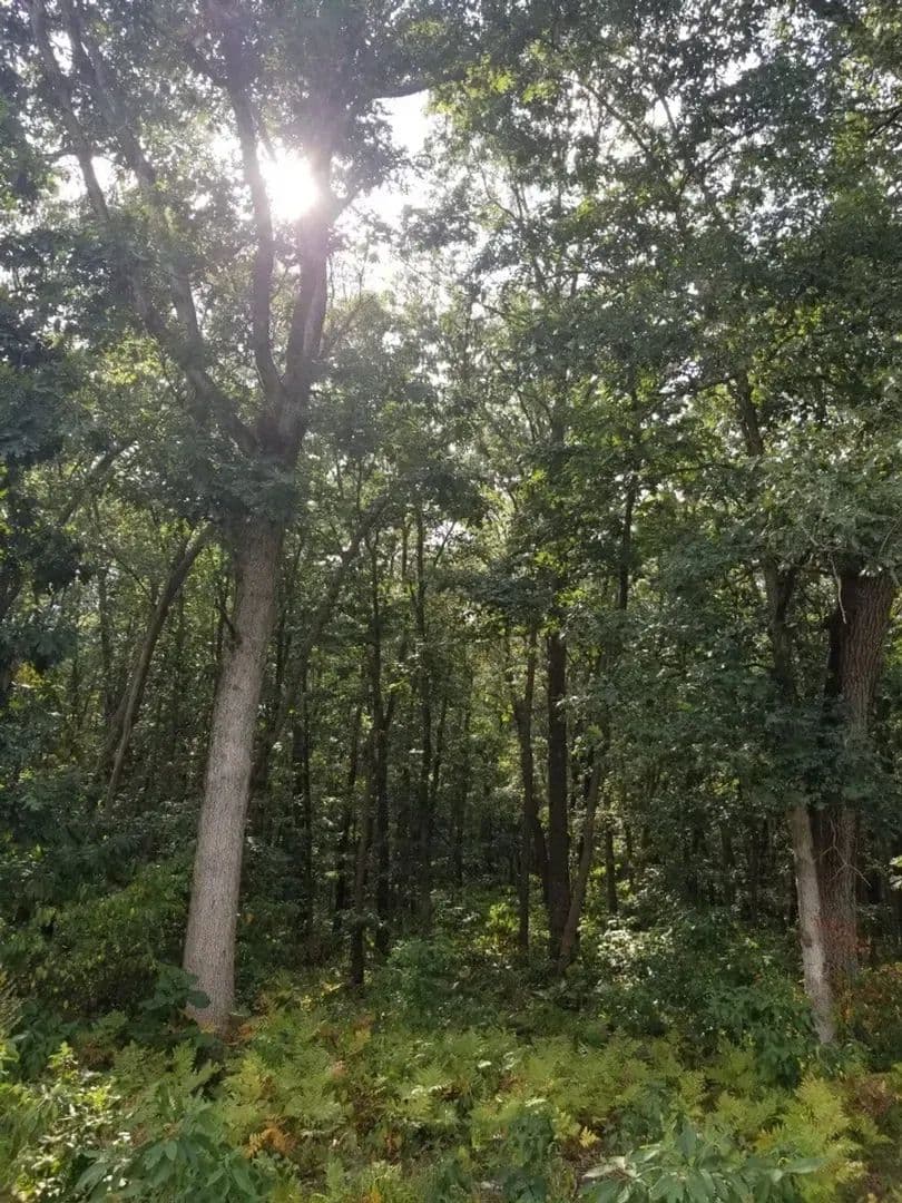 49 +/- ACRES / 100 N KNOX, IN 46534 / STARKE COUNTY / LAND FOR SALE