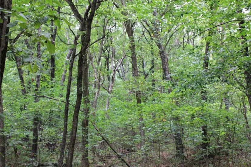Devil's Den Wooded Oasis