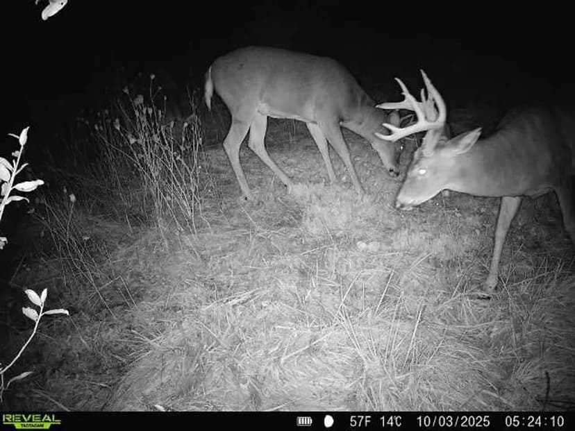 Saffel Rd - 35 acres