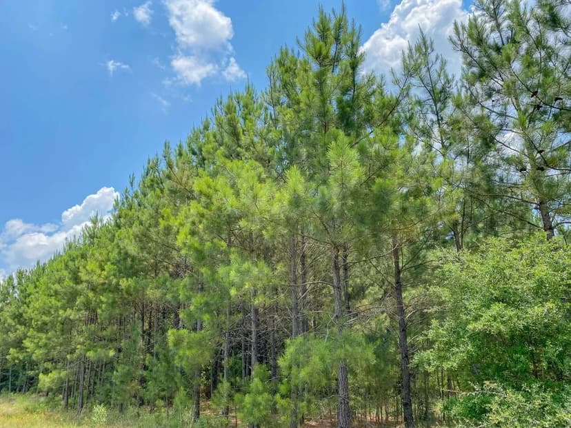 411 Acres | Hwy 59 | Tract 281007-09