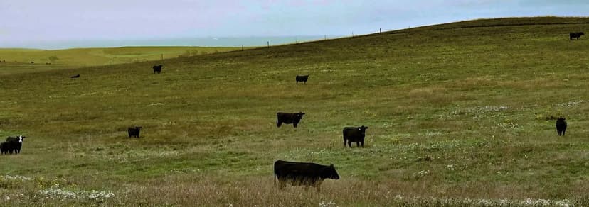 Lyman County Grass Pasture