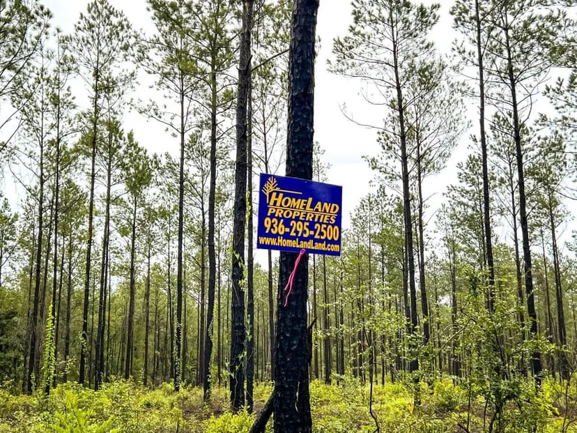 19 Acres | CR 257 & CR 258 | T-3