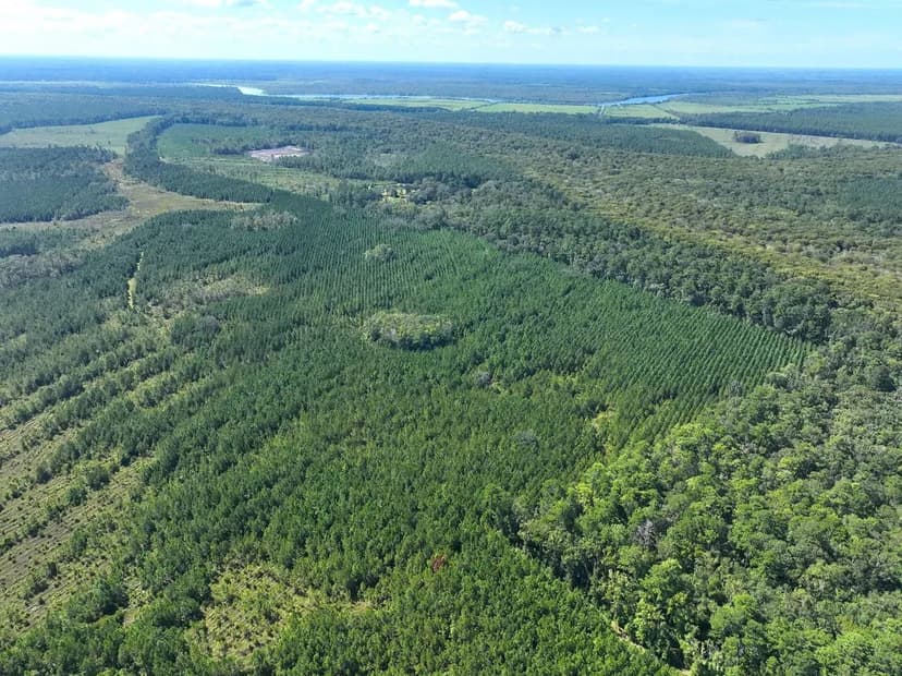 100+/- Ac Land for Sale Chaney Road Tract - Camden County, GA