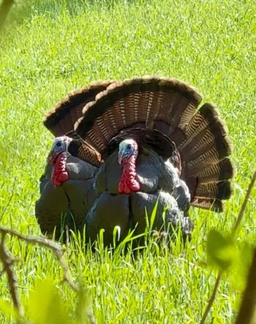 Welcome to Red Oak Ranch in the rolling hills of Middle TN roughly 1 hour to Nashville or Huntsville!