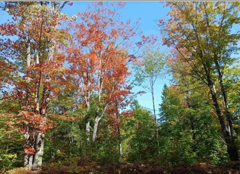 224 Beautiful Acres with a Creek 50191058