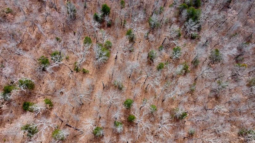 County Line Bucks Beards Bears