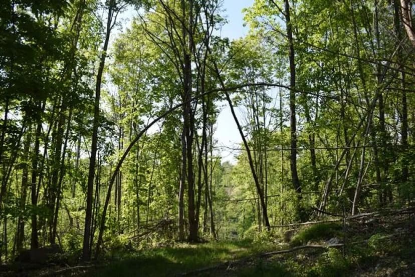 VACANT LAND FOR SALE IN EAST TENNESSEE/ CLAIBORNE COUNTY