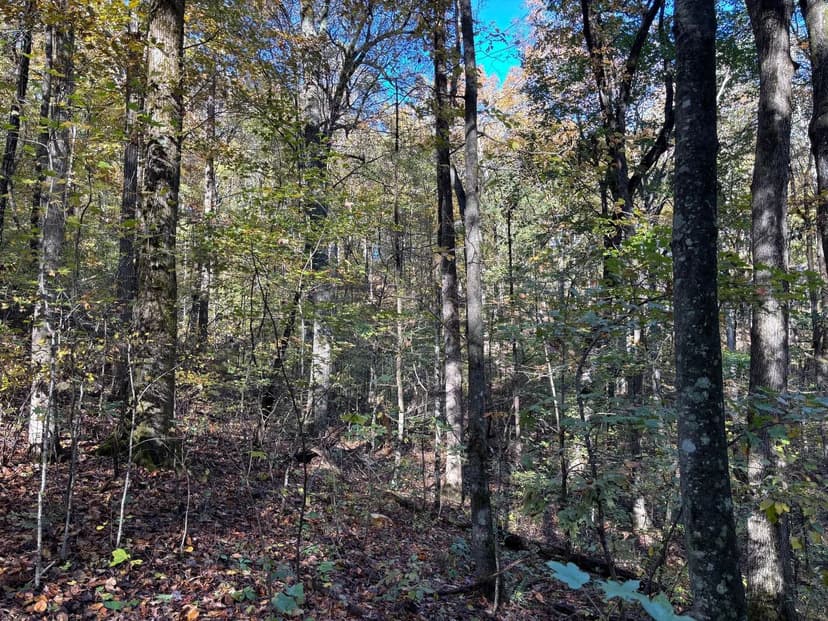 24+/- acres Talking Rock, GA
