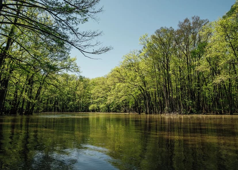 206 Acres in Carroll County, MS