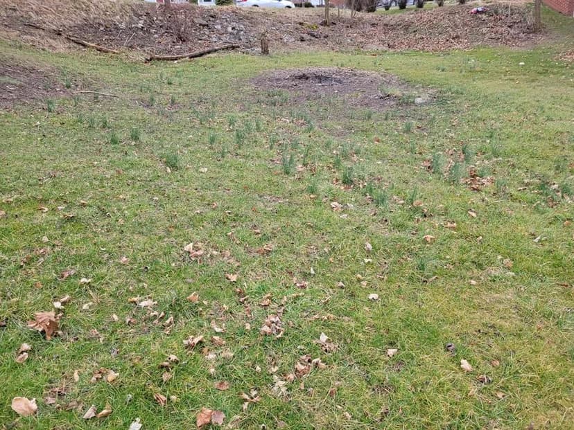 Lots & Land-Other in BLUEFIELD