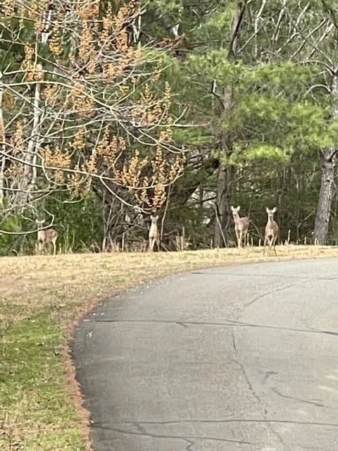 Lots & Land-Other in Ellijay