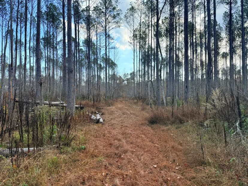 80 Acres in Pontotoc County, MS $264,000