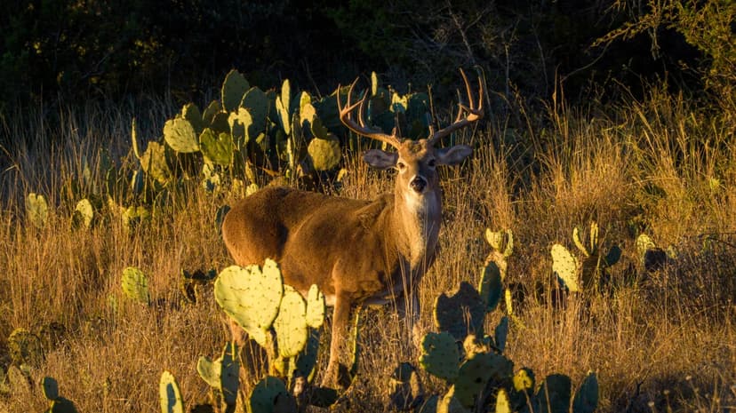 917 Bear Springs Road Mason, TX 76856