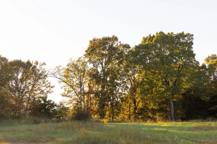 Your Perfect Getaway with 15± Acres & A Pond for Sale – Stone County