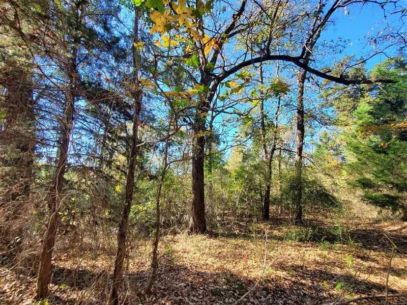 Wooded 18 Acre Tract in Nacogdoches County