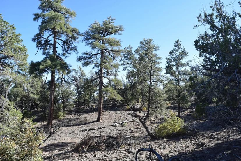 Central MS Hunting and Timber