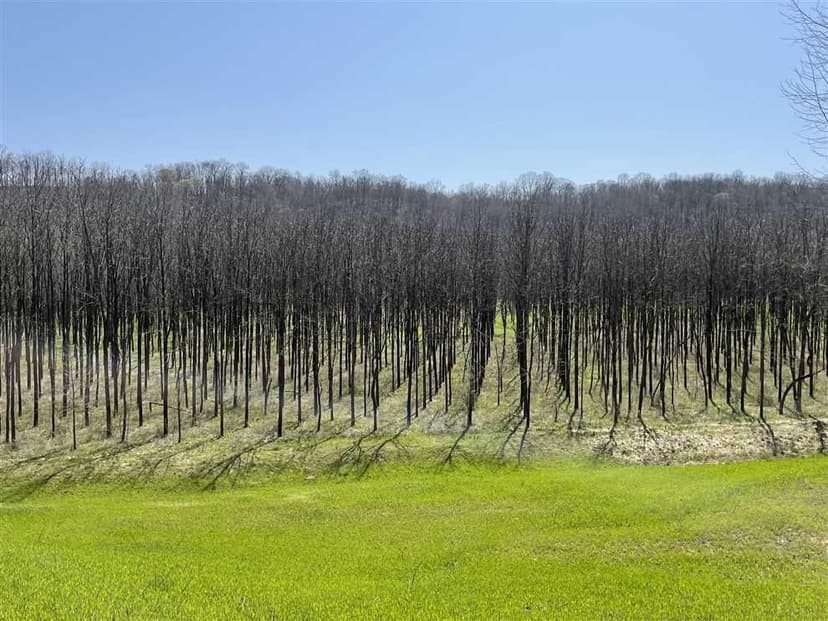 Black Walnut Plantation For Sale in Ohio County, IN has great future income potential with excellent recreation.