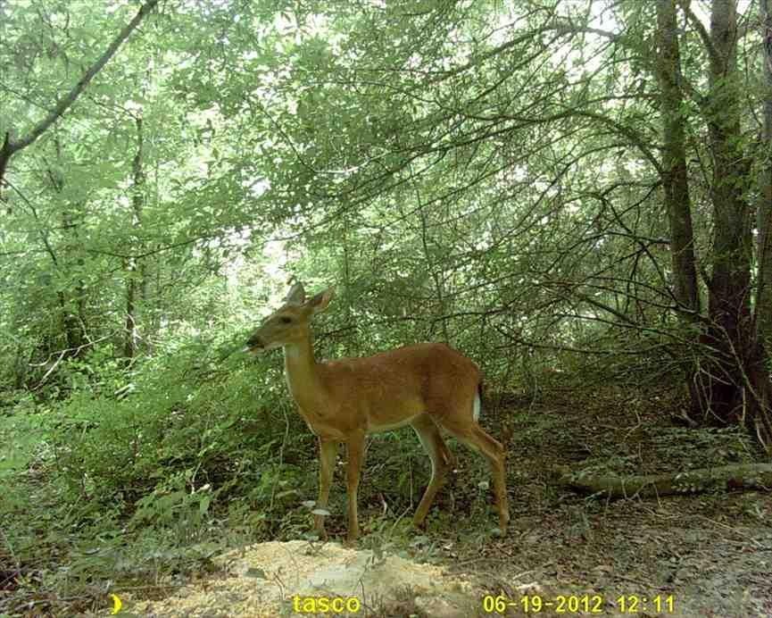50 +/- Acres of Beautiful Timber Land, Residential, Recreational, West Carroll Parish, LA 71263, near Oak Grove, LA