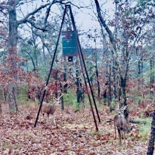 20 Acres K-Trail, Hunting, Off-Grid, Atv Haven, with Cabin