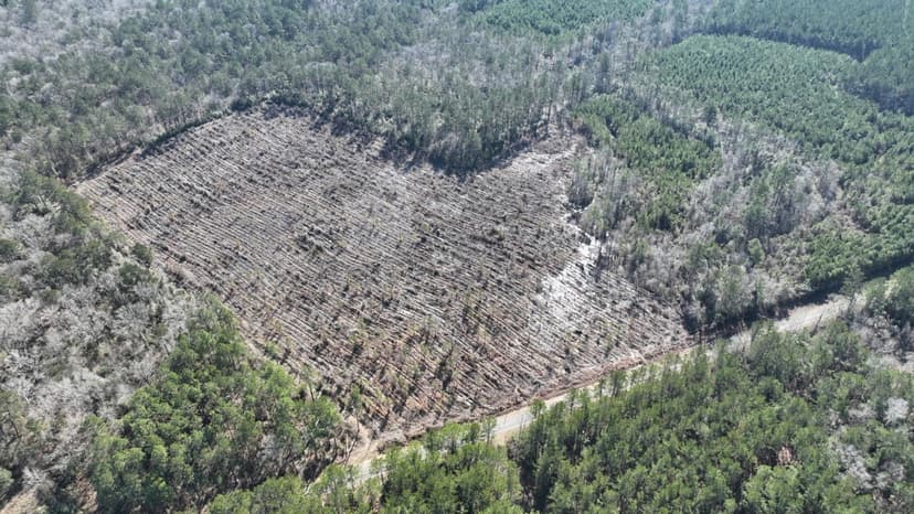 Chester Road Tract 2, Rapides Parish, 32+/- Acres