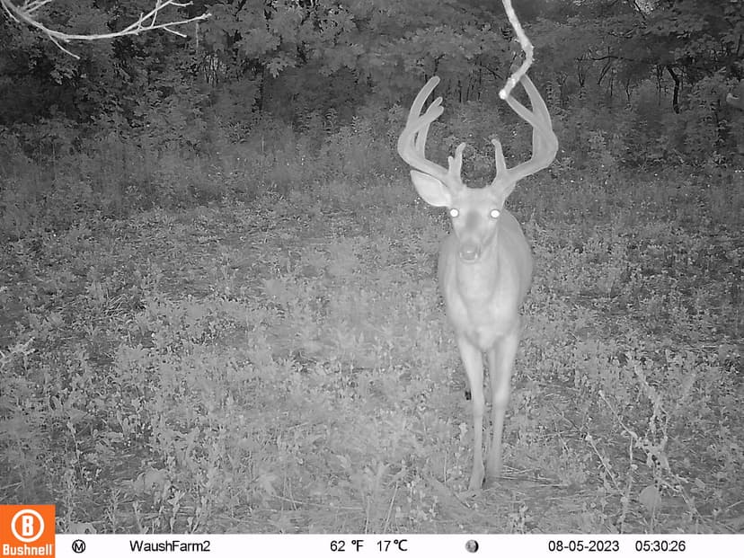 Quality hunting/building/recreational property