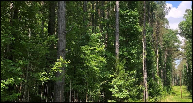 198.4 Acres in Holmes County in Lexington, MS