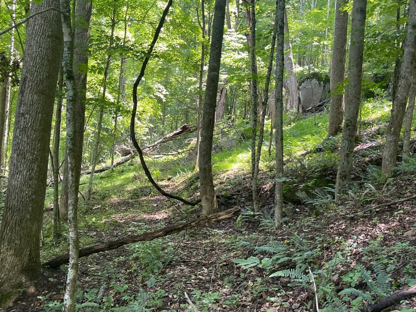 519 Back Alum Fork Road