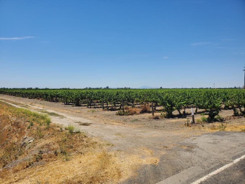 Chardonnay Vineyard Offering