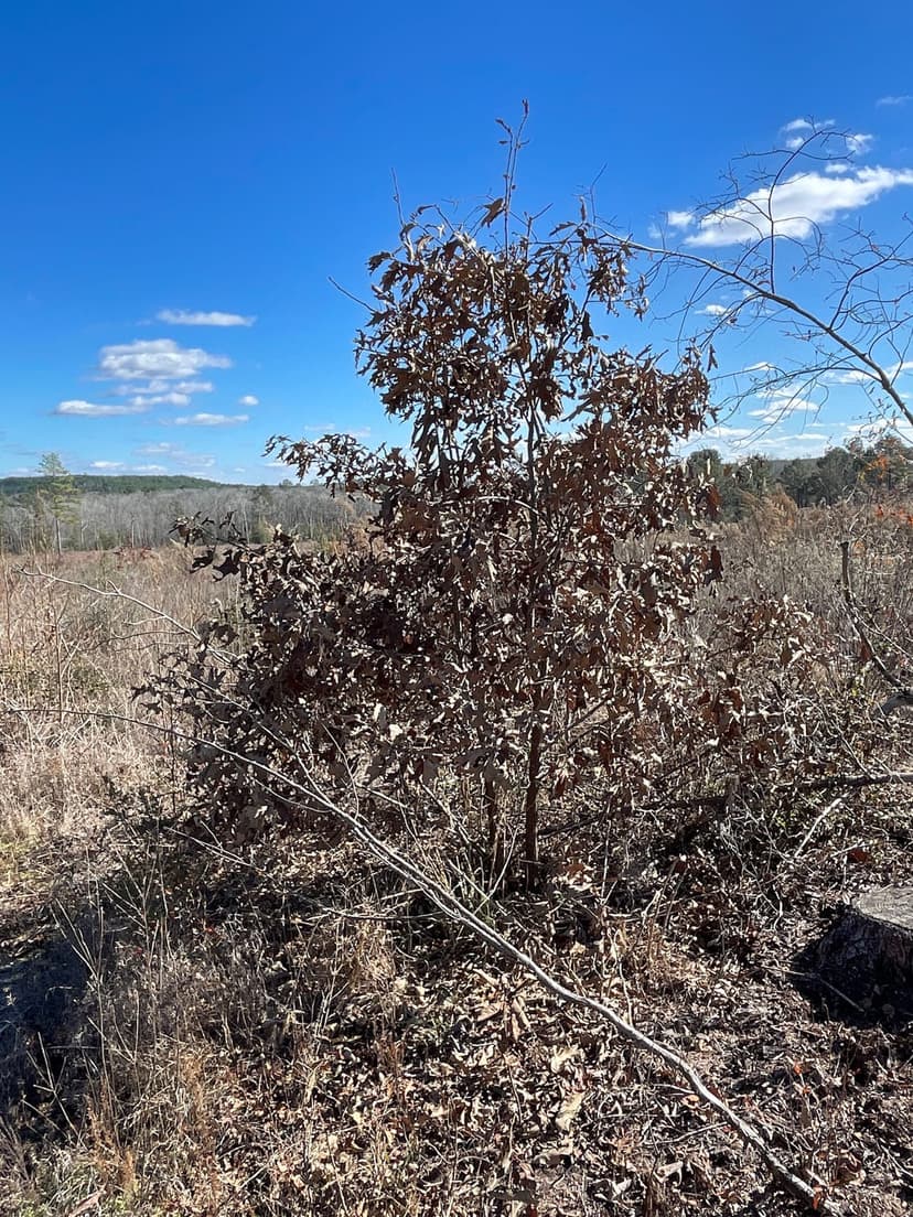 Hughes Springs 72 WH