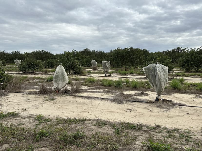 34.3 Acre Grove/Future Lakefront Development