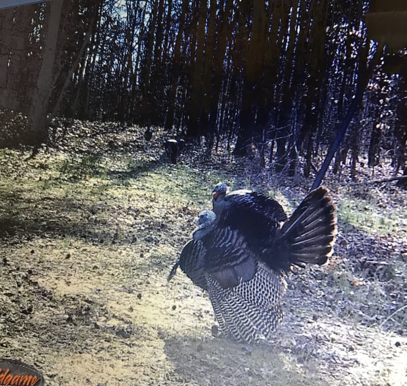 43 Acres in Holmes County, MS