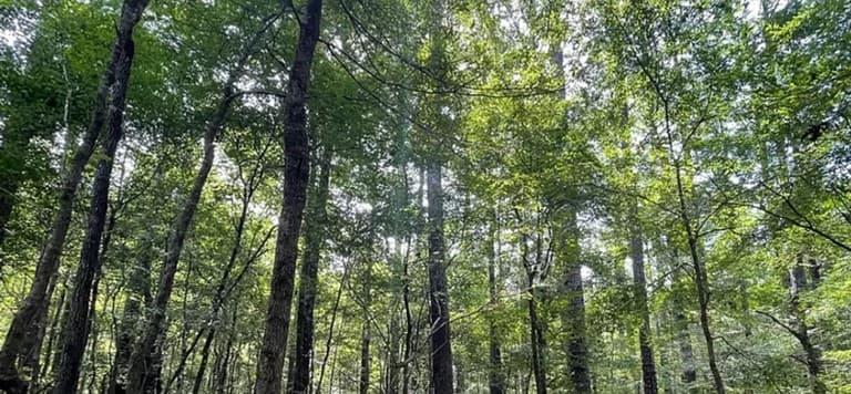 17.2 Acres in Carroll County in West, MS