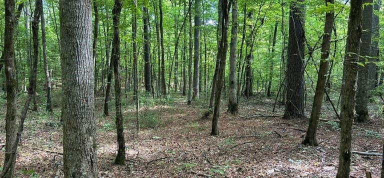 29.3 Acres in Carroll County in West, MS