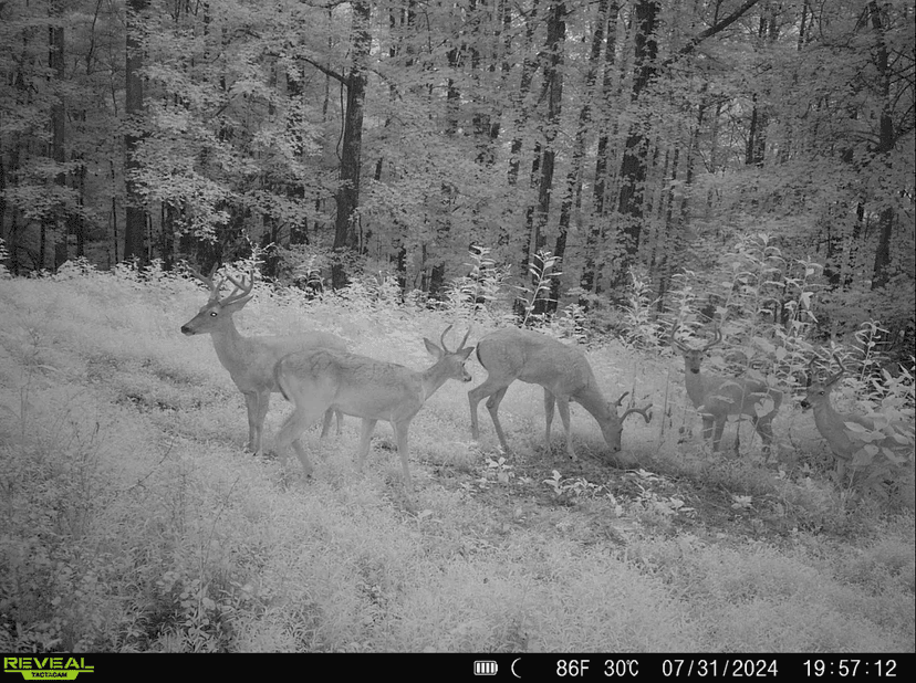 239+/- Acre Middle Tennessee Farm