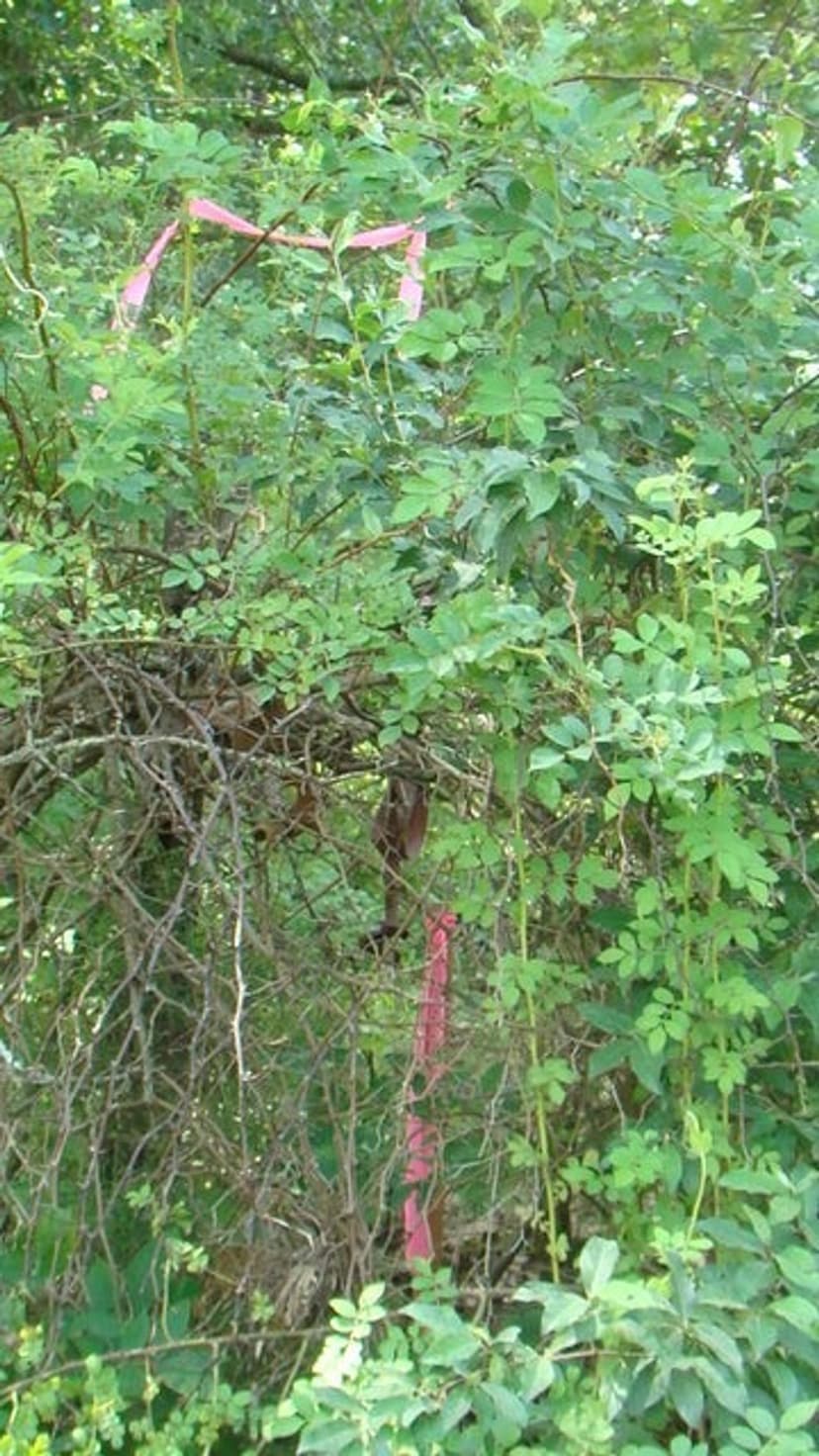 Surveyed 11.98 acres County Road Frontage, Close to Jacks Fork River, Electric Available No Restrictions