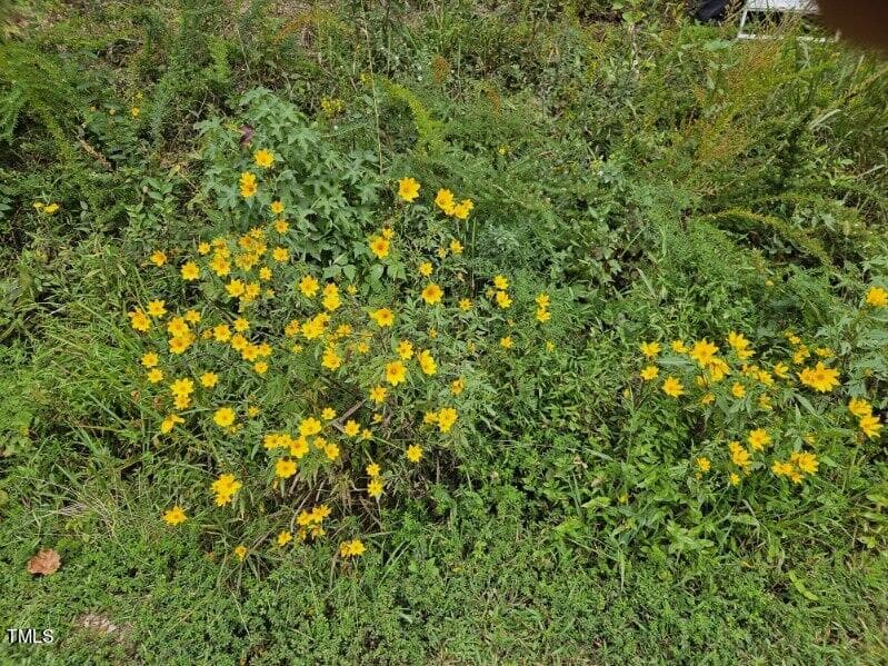 Lot 1 Doll Branch Road