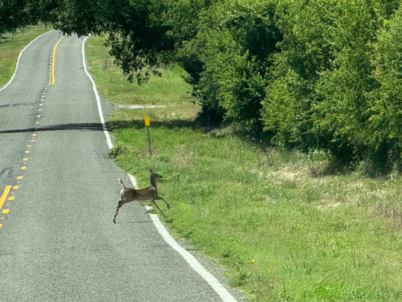 90 +/- Acres Excellent Hunting/Recreational Property