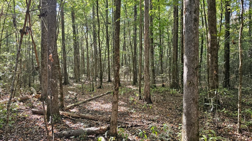 183 Acres in Carroll County, MS