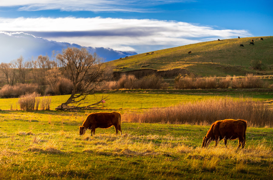 Research Montana's Land Zones 