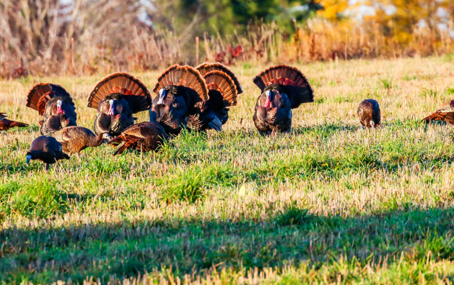 Hunting Land In Wisconsin