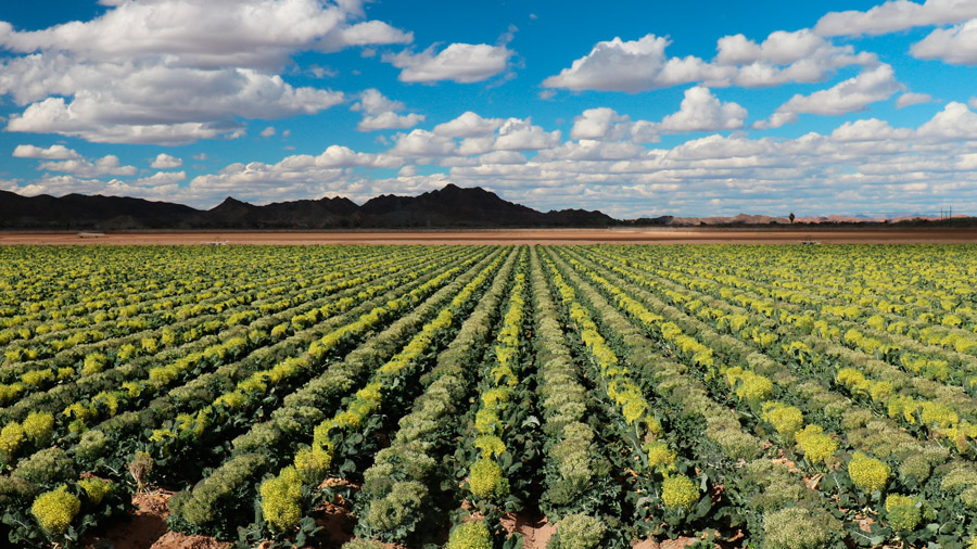 Arizona Land Development