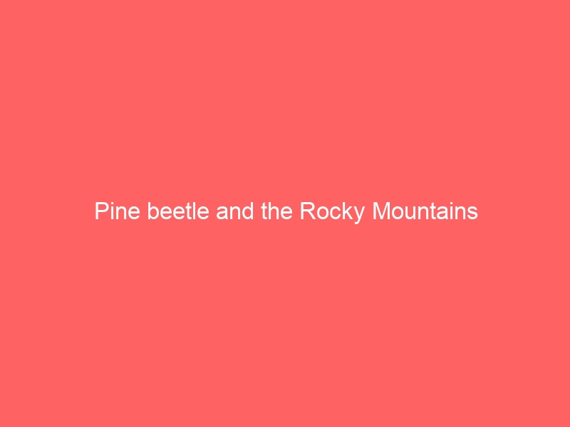 Pine beetle and the Rocky Mountains