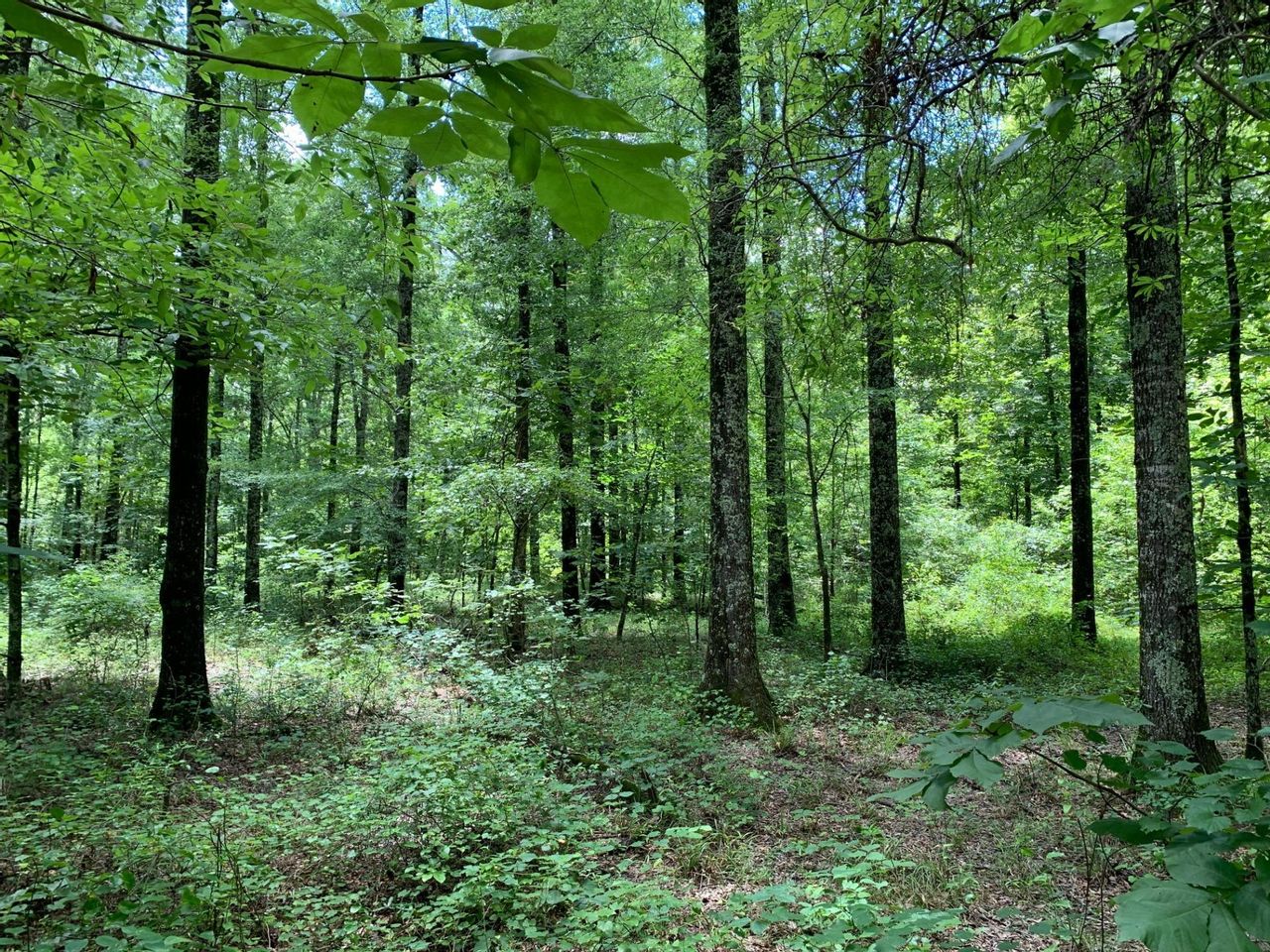 2,181 Acre Recreational/Timber Tract